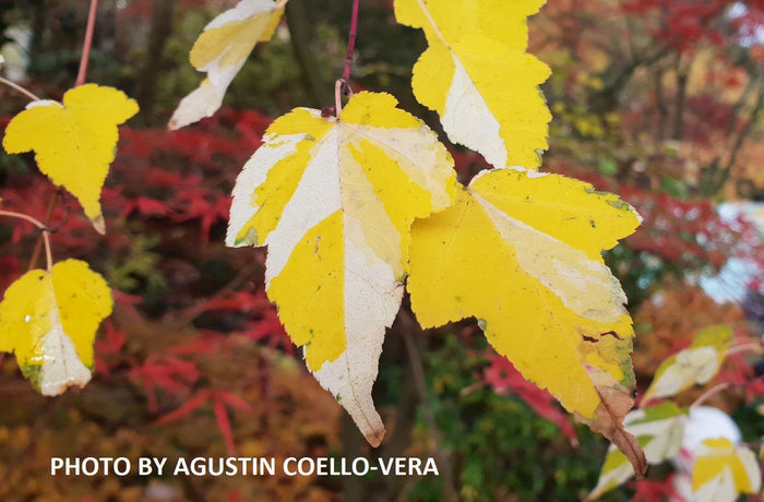 - Acer crataegifolium 'Veitchii' Variegated Snakebark Japanese Maple - Mr Maple │ Buy Japanese Maple Trees