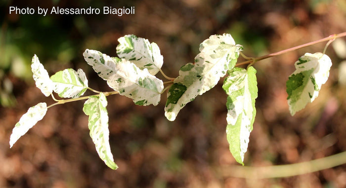 - Acer crataegifolium 'Veitchii' Variegated Snakebark Japanese Maple - Mr Maple │ Buy Japanese Maple Trees