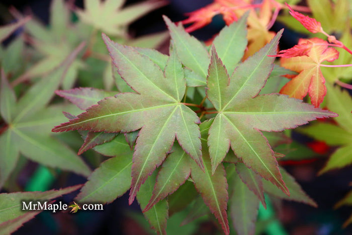 - Acer oliverianum ‘Hot Tamale’ Japanese Maple - Mr Maple │ Buy Japanese Maple Trees