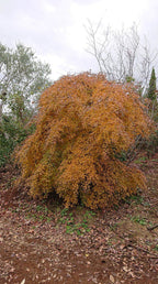 - Acer palmatum 'Chika' Weeping Japanese Maple - Mr Maple │ Buy Japanese Maple Trees