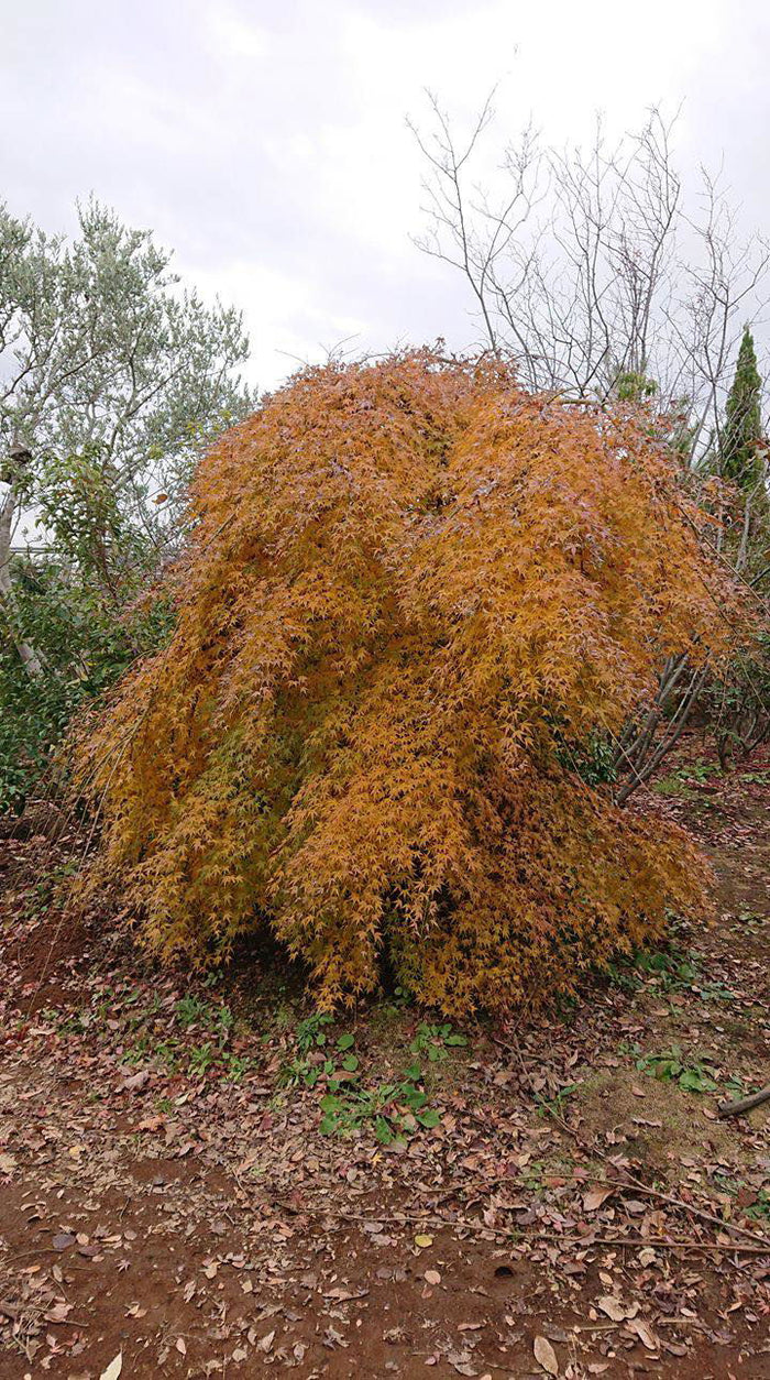 - Acer palmatum 'Chika' Weeping Japanese Maple - Mr Maple │ Buy Japanese Maple Trees