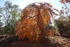 - Acer palmatum 'Chika' Weeping Japanese Maple - Mr Maple │ Buy Japanese Maple Trees
