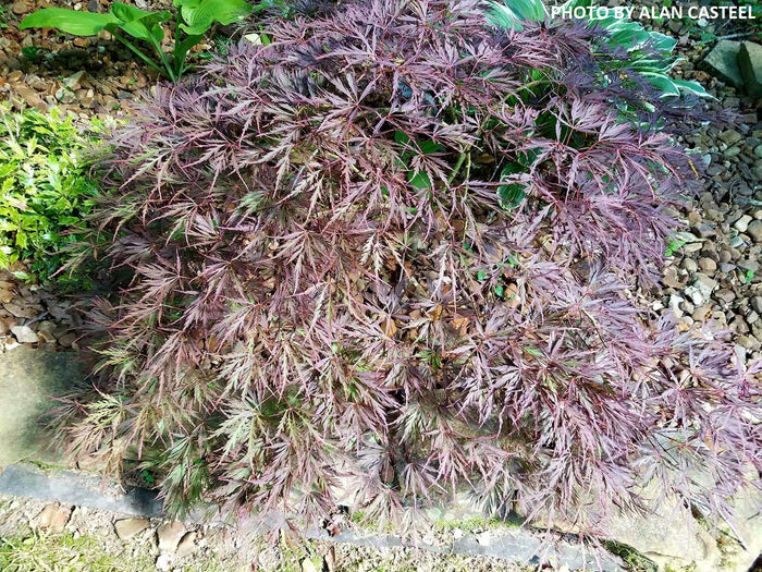 - Acer palmatum 'Dissectum Nigrum' Weeping Red Japanese Maple - Mr Maple │ Buy Japanese Maple Trees