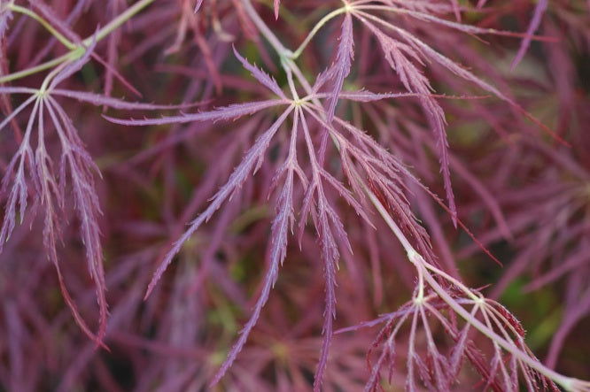 - Acer palmatum 'Edgewood' Weeping Japanese Maple - Mr Maple │ Buy Japanese Maple Trees