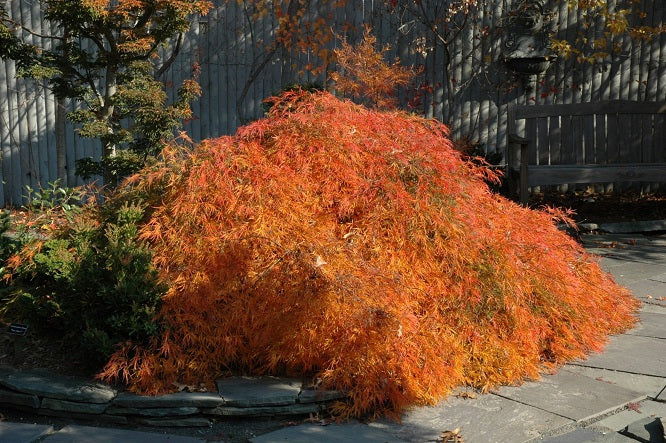 - Acer palmatum 'Edgewood' Weeping Japanese Maple - Mr Maple │ Buy Japanese Maple Trees