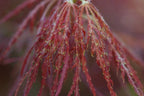 - Acer palmatum 'Edgewood' Weeping Japanese Maple - Mr Maple │ Buy Japanese Maple Trees