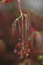- Acer palmatum 'Edgewood' Weeping Japanese Maple - Mr Maple │ Buy Japanese Maple Trees