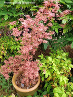 - Acer palmatum 'Elizabeth' Dwarf Red Japanese Maple Tree - Mr Maple │ Buy Japanese Maple Trees