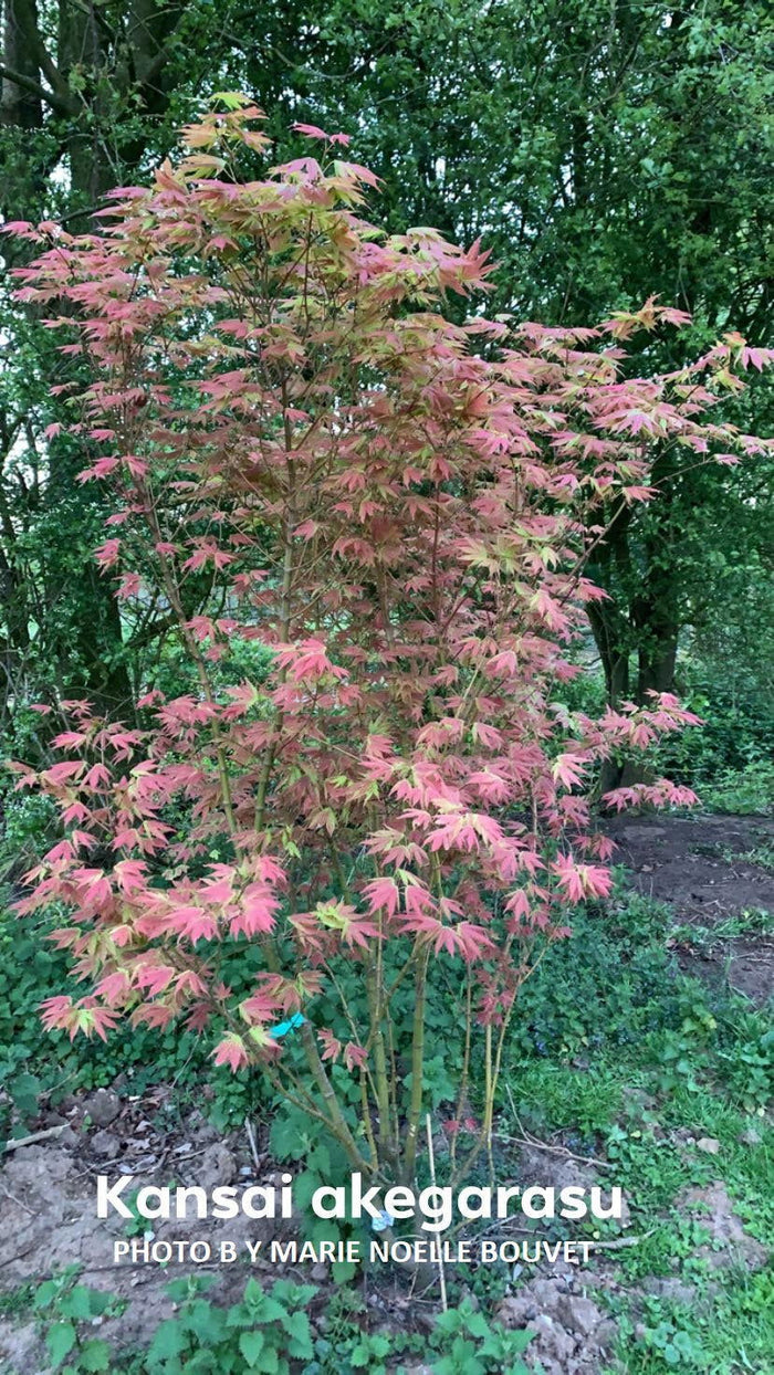 - Acer palmatum 'Kansai akegarasu' Japanese Maple - Mr Maple │ Buy Japanese Maple Trees