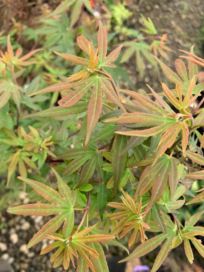 - Acer palmatum 'Little Francisco' Dwarf Japanese Maple - Mr Maple │ Buy Japanese Maple Trees