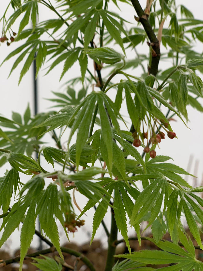 - Acer palmatum 'Nanase gawa' Japanese Maple - Mr Maple │ Buy Japanese Maple Trees