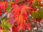 - Acer palmatum 'Nanase gawa' Japanese Maple - Mr Maple │ Buy Japanese Maple Trees