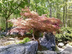 - Acer palmatum 'Pink Lace' Weeping Japanese Maple - Mr Maple │ Buy Japanese Maple Trees