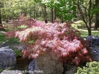 - Acer palmatum 'Pink Lace' Weeping Japanese Maple - Mr Maple │ Buy Japanese Maple Trees