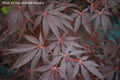 - Acer palmatum 'Red Saber' Japanese Maple Tree - Mr Maple │ Buy Japanese Maple Trees