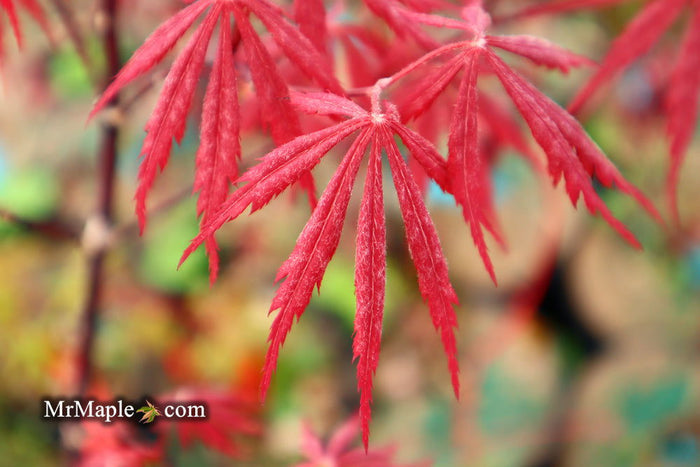 - Acer palmatum 'Red Saber' Japanese Maple Tree - Mr Maple │ Buy Japanese Maple Trees