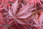 - Acer palmatum 'Red Saber' Japanese Maple Tree - Mr Maple │ Buy Japanese Maple Trees