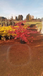 - Acer palmatum 'Ruby de Sofia’ Japanese Maple - Mr Maple │ Buy Japanese Maple Trees