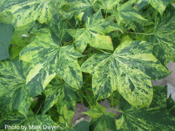 - Acer pictum 'Hoshi yadori' Batwing Maple - Mr Maple │ Buy Japanese Maple Trees