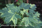 - Acer pictum 'Hoshi yadori' Batwing Maple - Mr Maple │ Buy Japanese Maple Trees
