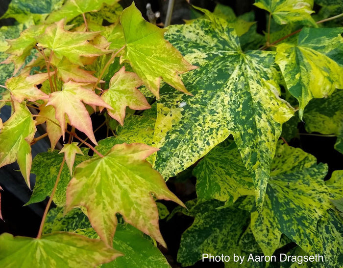 - Acer pictum 'Hoshi yadori' Batwing Maple - Mr Maple │ Buy Japanese Maple Trees