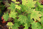 - Acer sieboldianum 'Mikasayama' Full Moon Japanese Maple - Mr Maple │ Buy Japanese Maple Trees