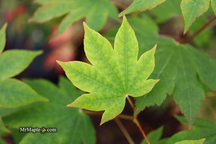 - Acer sieboldianum 'Mikasayama' Full Moon Japanese Maple - Mr Maple │ Buy Japanese Maple Trees