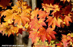 - Acer sieboldianum 'Mikasayama' Full Moon Japanese Maple - Mr Maple │ Buy Japanese Maple Trees