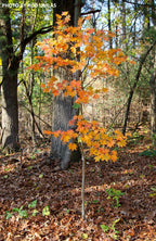 - Acer sieboldianum 'Mikasayama' Full Moon Japanese Maple - Mr Maple │ Buy Japanese Maple Trees