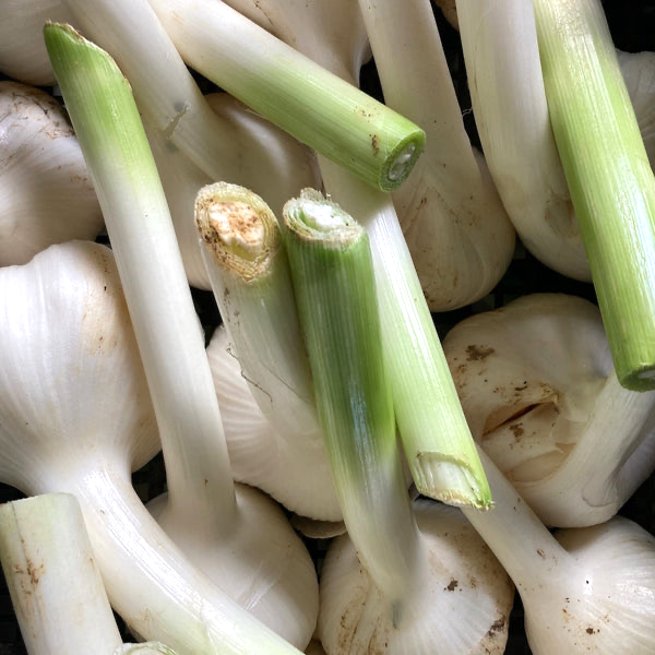 Aglione Garlic Aioli - 7.05 oz