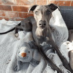 Young Italian Greyhound dog laying on a cream blanket on a bench with a grey Ancol Made From seal dog toy next to the dog.