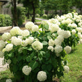 Annabelle smooth hydrangea habit, 3–5 ft mound with green foliage and sturdy stems holding large blooms through summer.