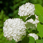 Close-up of Annabelle hydrangea bloom cluster, dense white florets forming a large round head with soft texture and depth.