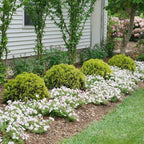 Rounded Anna's Magic Ball® Arborvitae displaying dense, mounded growth and vivid year-round color in a small garden setting.