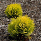 annas magic ball arborvitae shrubs