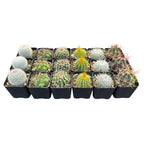Assorted 2" Cactus Set