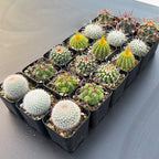Assorted 2" Cactus Set