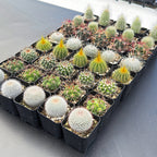 Assorted 2" Cactus Set
