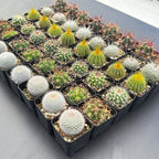 Assorted 2" Cactus Set
