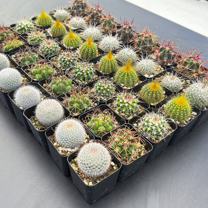 Assorted 2" Cactus Set