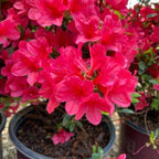 encore autumn ruby azalea has bright pink flowers that grow in clusters