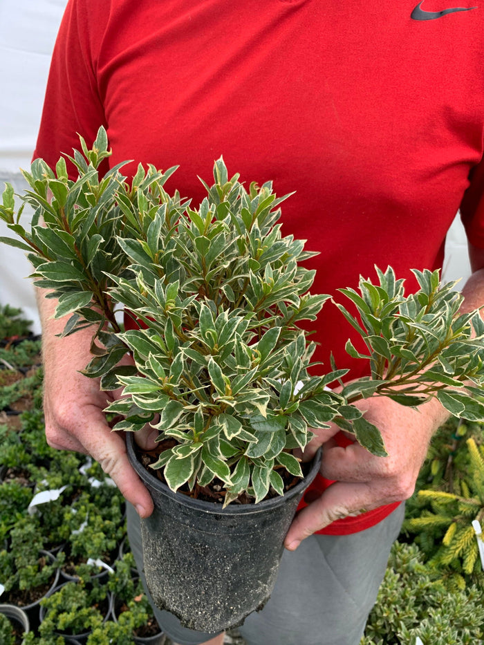 - Azalea 'Girard’s Variegated Gem’ Evergreen Rose Pink Azalea - Mr Maple │ Buy Japanese Maple Trees