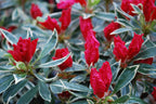 - Azalea 'Girard’s Variegated Gem’ Evergreen Rose Pink Azalea - Mr Maple │ Buy Japanese Maple Trees