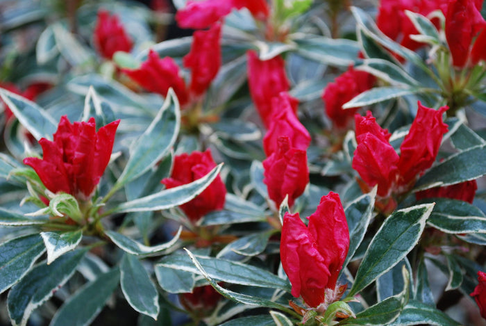 - Azalea 'Girard’s Variegated Gem’ Evergreen Rose Pink Azalea - Mr Maple │ Buy Japanese Maple Trees