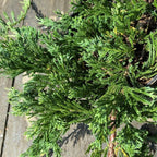 Low spreading Blue Rug Juniper used in a rock garden border