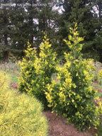 - Calocedrus decurrens 'Maupin Glow' Variegated Incense Cedar - Mr Maple │ Buy Japanese Maple Trees