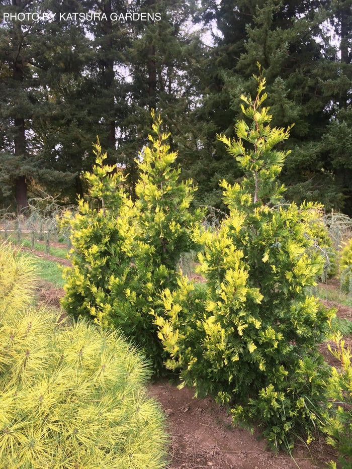 - Calocedrus decurrens 'Maupin Glow' Variegated Incense Cedar - Mr Maple │ Buy Japanese Maple Trees