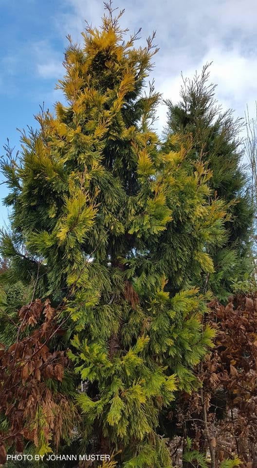 - Calocedrus decurrens 'Maupin Glow' Variegated Incense Cedar - Mr Maple │ Buy Japanese Maple Trees
