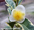 - Camellia sinensis 'Fuiri' White Flowering Tea Camellia - Mr Maple │ Buy Japanese Maple Trees