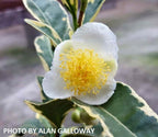 - Camellia sinensis 'Fuiri' White Flowering Tea Camellia - Mr Maple │ Buy Japanese Maple Trees